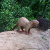 Camera-traps help identify conservation needs of Thailand’s coastal otters