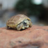 Study: Tiny tortoise may play large role in South Africa’s Karoo landscape