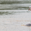 11 countries sign global pact to protect endangered river dolphins