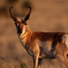 U.S. border wall threatens World Heritage status of Mexican reserve