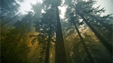 New Findings Revolutionize What We Understand About America’s Forests