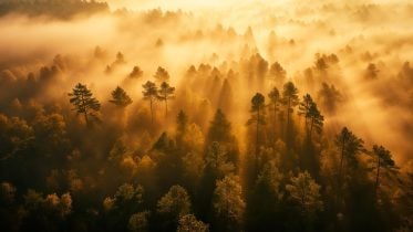 Carbon Sinks in Crisis: Climate Change Threatens Global Forest CO2 Sequestration