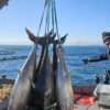 Indonesia invites Turkish investors to develop tuna farms in Papua