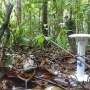 A new perspective on the temperature inside tropical forests