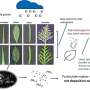 Research finds evergreens with smaller leaves offer better air pollution mitigation