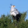 Scientists warn of ‘extinction crisis’ stalking Africa’s raptors