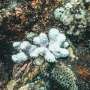 Can Florida’s corals survive climate change? Fate of one small reef may hold the answer