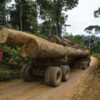 Markets and forests: 7 takeaways from our series on the forest carbon trade