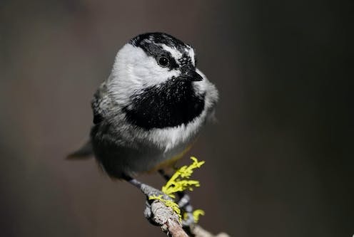 The chickadee in the snowbank: A ‘canary in the coal mine’ for climate change in the Sierra Nevada mountains