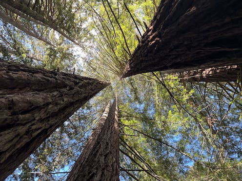 Coast redwood trees are enduring, adaptable marvels in a warming world