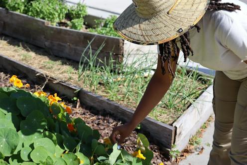 Urban agriculture isn’t as climate-friendly as it seems – but these best practices can transform gardens and city farms