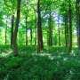 Video: Why we need to preserve maritime forests