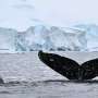 In Antarctica, scientists study extent of microplastics