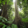 2024 outlook for rainforests