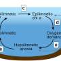 Anoxia begets anoxia: A positive feedback to the deoxygenation of temperate lakes