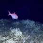 Largest deep-sea coral reef to date is mapped by scientists off the US Atlantic coast