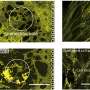 A microscopic multi-organ model to study bronchi-vasculature interactions during SARS-CoV-2 infections