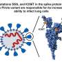 Mutations in spike protein of SARS-CoV-2 pirola variant found to augment infection of lung cells