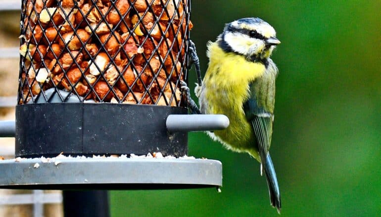 North American birds are in decline, but you can help