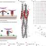 Novel compound protects against infection by virus that causes COVID-19, preliminary studies show