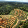 New tool aims to help palm oil firms comply with deforestation regulations