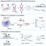 Researchers reveal molecular mechanism of cytokine storm induced by coronavirus