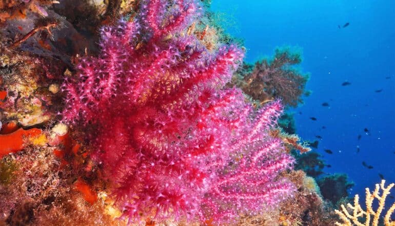 Single-celled microbe helps corals deal with hot water