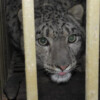 ‘Lost’ snow leopard to remain at Kathmandu zoo, officials say