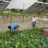 We need a better understanding of how crops fare under solar panels, study shows