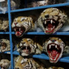 Elite appetite turns Bangladesh from source to consumer of tiger parts