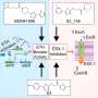 Treating tuberculosis when antibiotics no longer work