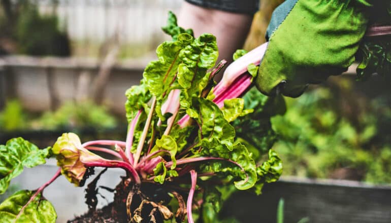 Produce from urban farms has 6X larger carbon footprint