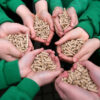 Study: Burning wood pellets for energy endangers local communities’ health