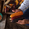 Indigenous Zenù turn to ancestral seeds, agroecology to climate-proof their farming