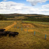 Major meatpackers are unlawfully deforesting Brazil’s Cerrado, report says