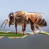 Bees bring honey and hope to a forest reserve in Nigeria