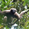 Skywalker gibbons confirmed in Myanmar for the first time