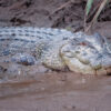 Risks to Myanmar’s last saltwater crocs point to coastal conservation needs