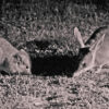 New funding boosts AI-enabled wildlife identification project in Australia