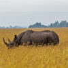 Black rhinos moved to Kenya’s Loisaba Conservancy as species recovers