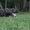 Rewilding in Argentina helps giant anteaters return to south Brazil