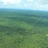 Report shows Peru failed to stop Amazon deforestation for palm oil and cacao