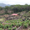 Authorities struggle to protect Bolivian national park from drug-fueled deforestation