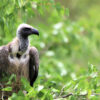 Endangered vulture species nesting in Ghana is rare good news about raptors