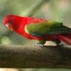 Maluku farmer turns guardian of eastern Indonesia’s threatened parrots