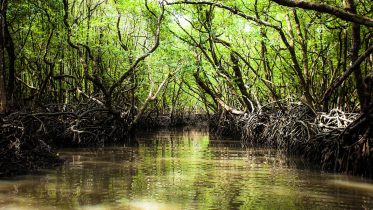 Mangroves in Crisis: The 50,000% Carbon Time Bomb Ticking Towards 2100