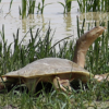 Nile Basin farmers grow food forests to restore wetlands and bring back a turtle