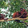 New fund supports Indigenous-led land management in biodiverse area of Bolivia