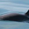 Concern for Mexico’s vaquita as totoaba swim bladder trafficking surges online