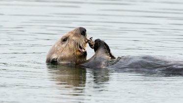 Otterly Amazing: How Sea Otters Are Saving California’s Coasts